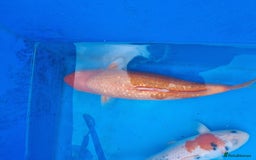 Koi Carp fish for sale: Variety of koi for sale  - Advert 18