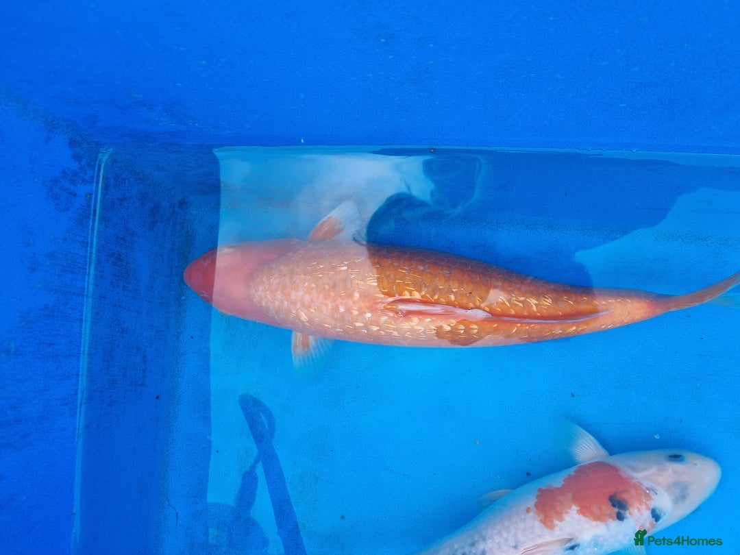 Koi Carp fish for sale: Variety of koi for sale  - Advert 18