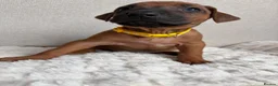 Rhodesian Ridgeback dogs for sale: 12 Gorgeous Rhodesian Ridgebacks   - Advert 6