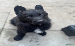 German Shepherd dogs for sale: Stunning top quality German shepherd puppies - Image 36