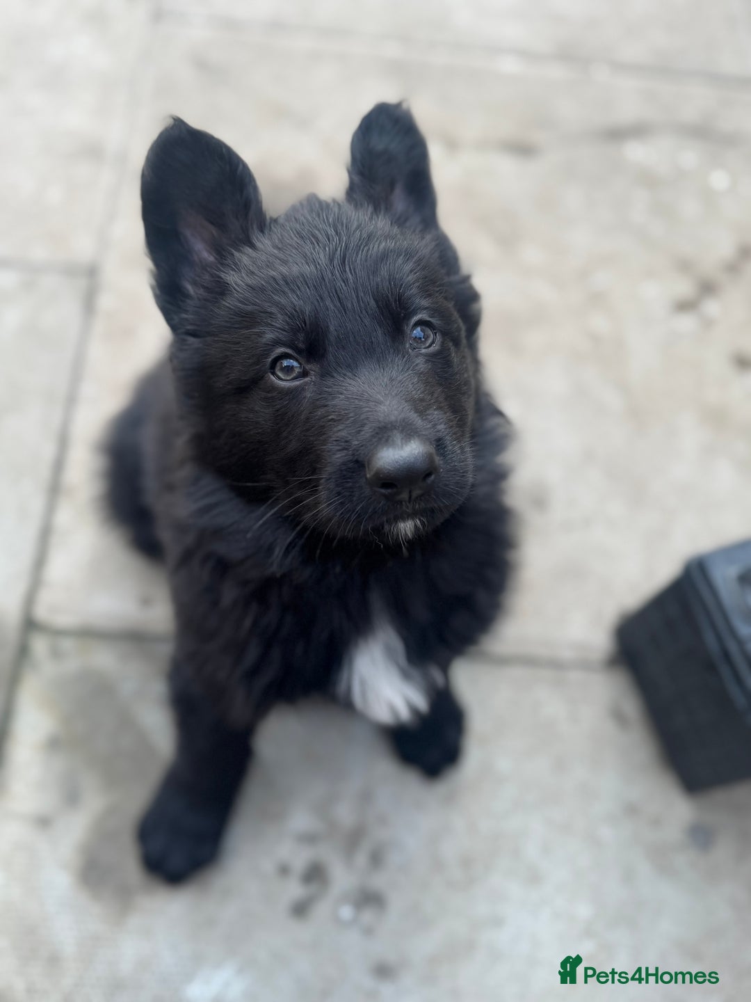 German Shepherd dogs for sale: Stunning top quality German shepherd puppies - Image 36