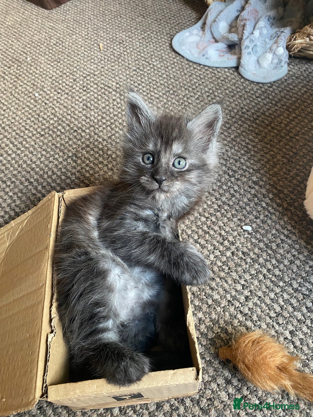 Maine Coon cats for sale: Maine Coon kittens for sale  - Image 2