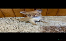 Chihuahua dogs for sale: 💥Adorable puppies💥 - Image 4