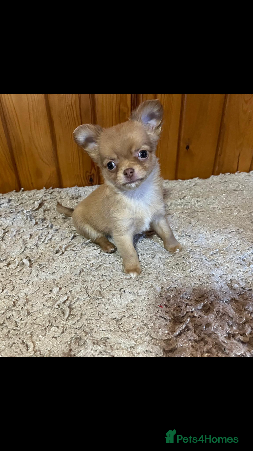 Chihuahua dogs for sale: 💥Adorable puppies💥 - Image 4