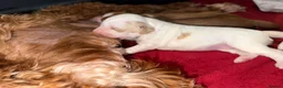 Australian Labradoodle dogs for sale: Exceptional Australian Labradoodles - Advert 19