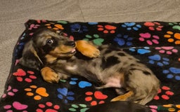 Miniature Dachshund dogs for sale: ⚜️KC PRA clear Miniature Dachshund Puppies  - Image 19