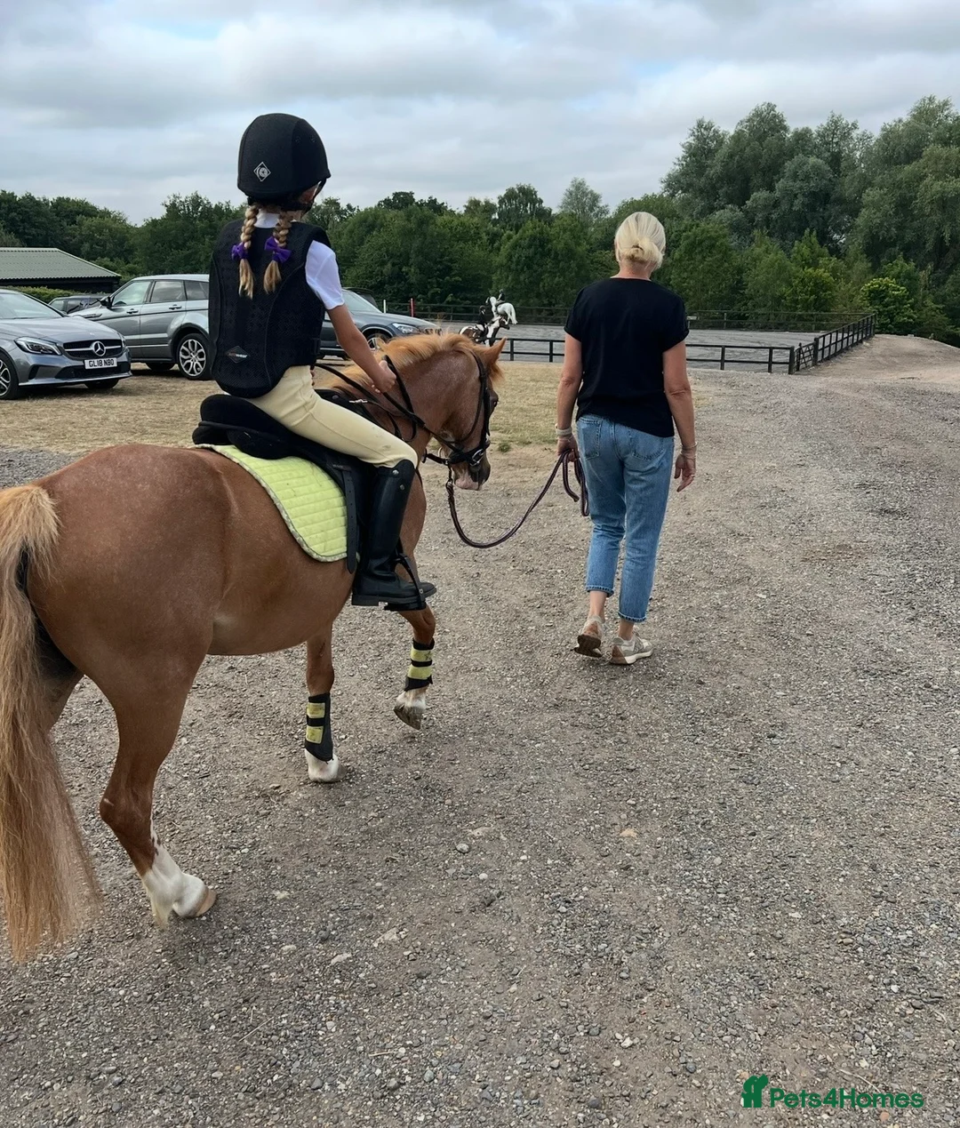 Welsh Section A horses for sale: Indie, Welsh Sec A  - Advert 4