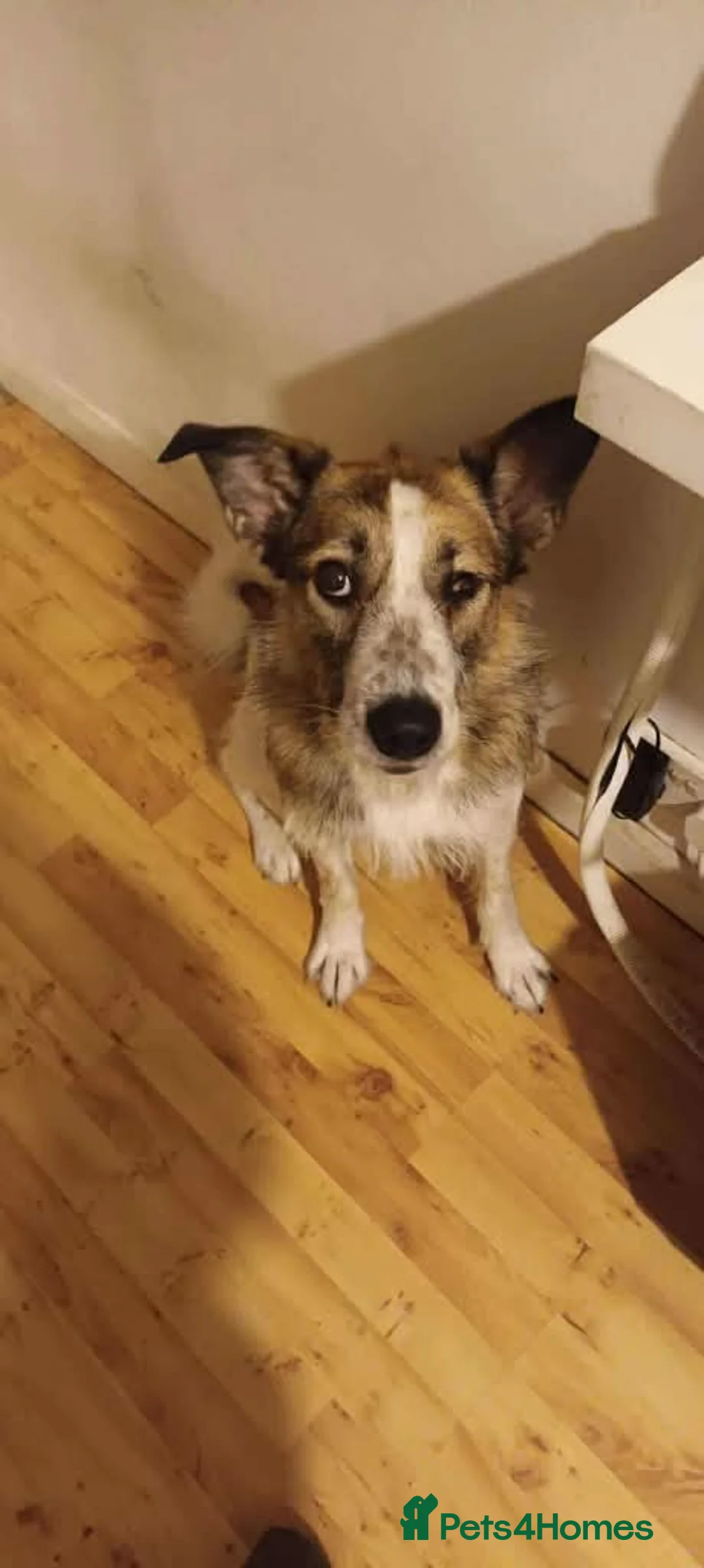 Mixed Breed dogs for adoption: Meet Winnie, currently residing in Wirral - Advert 5