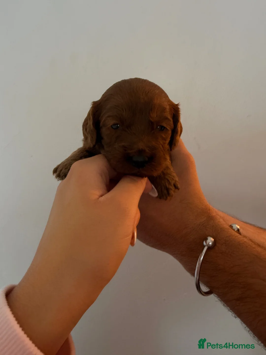 Cavapoo dogs for sale: Cavapoo pups - Advert 12