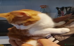 Maine Coon cats for sale: Rare ginger female kitten needing a home  - Image 2