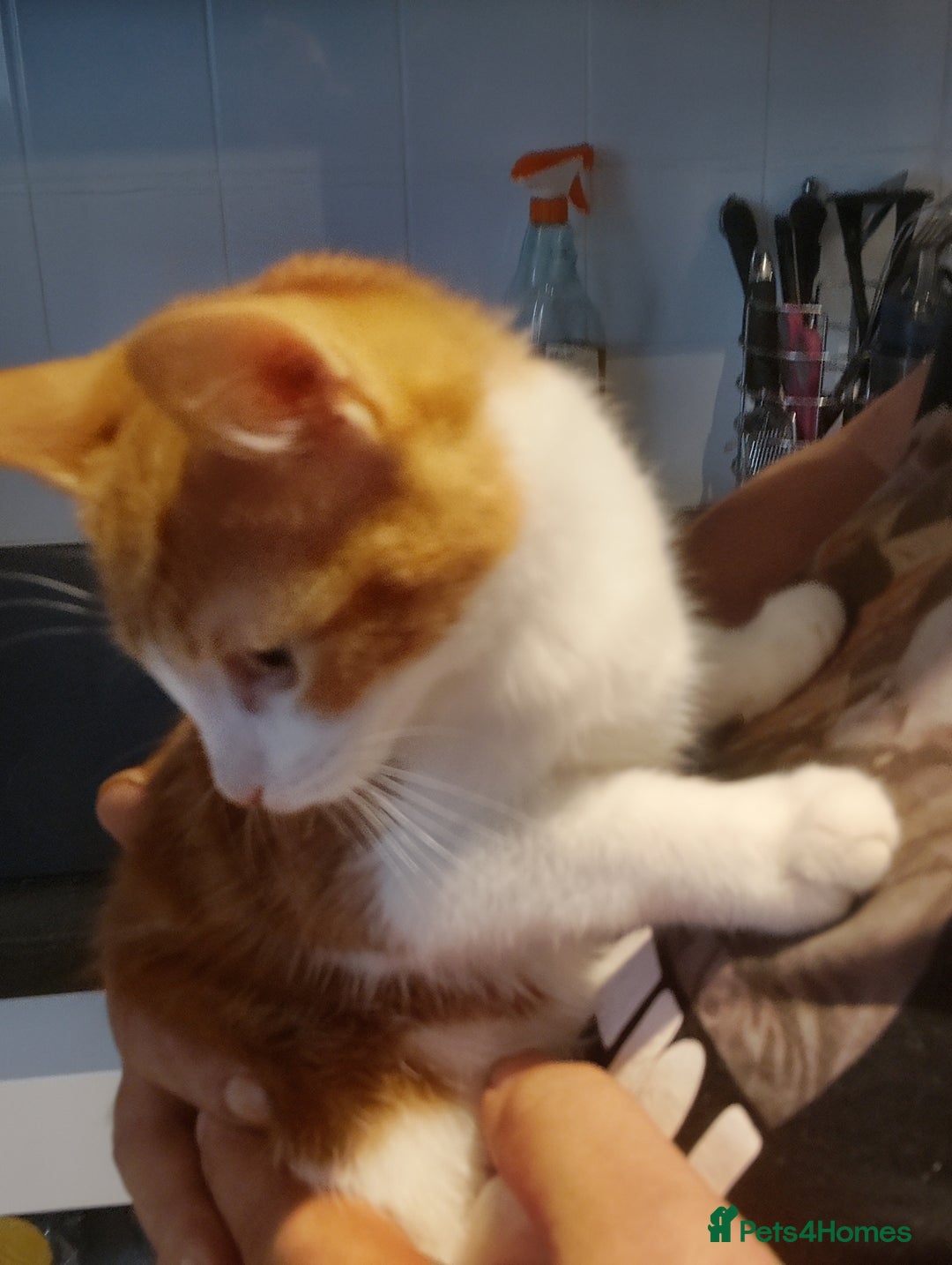 Maine Coon cats for sale: Rare ginger female kitten needing a home  - Image 2