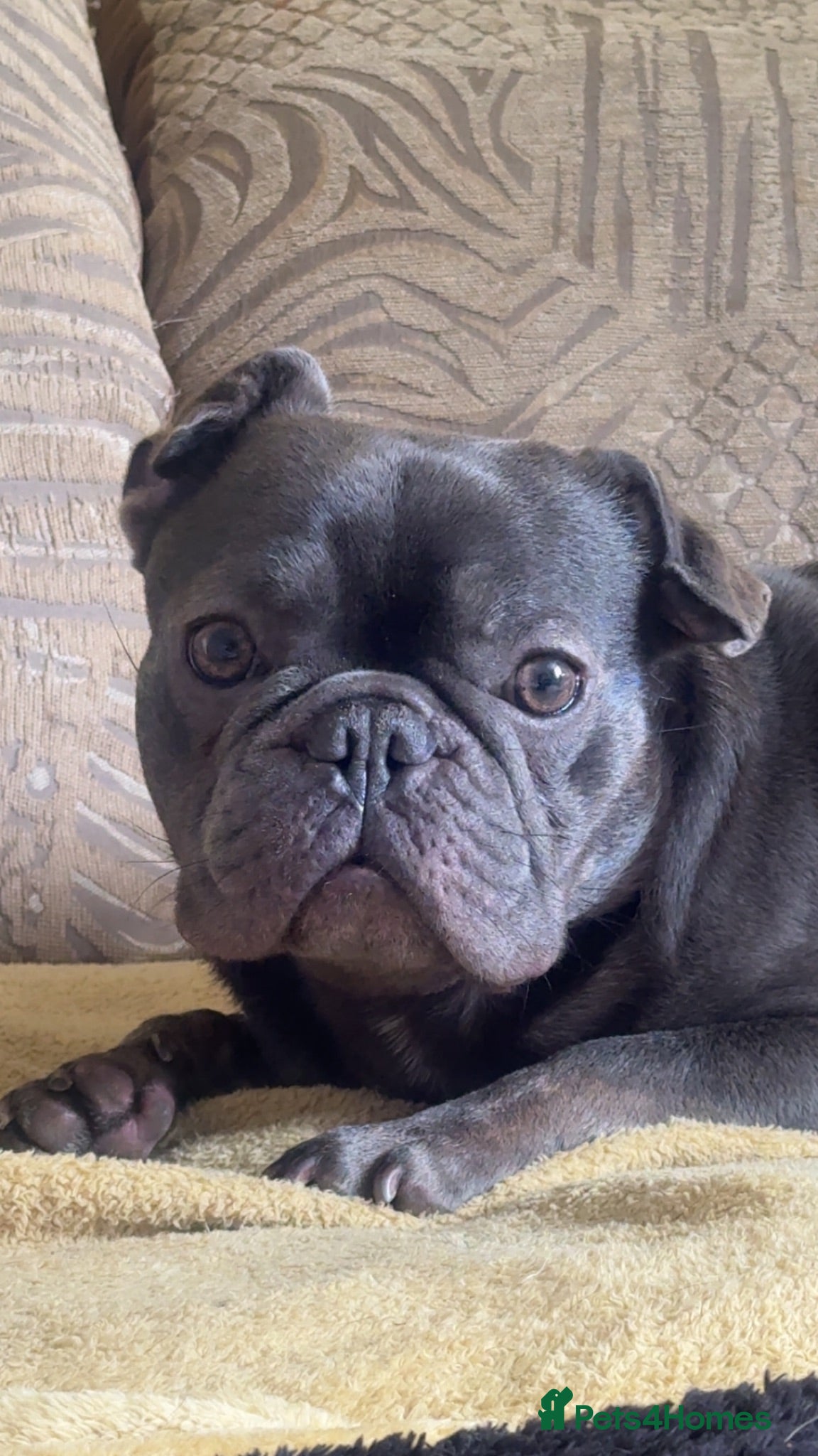 French Bulldog dogs French bulldog  - Advert 1