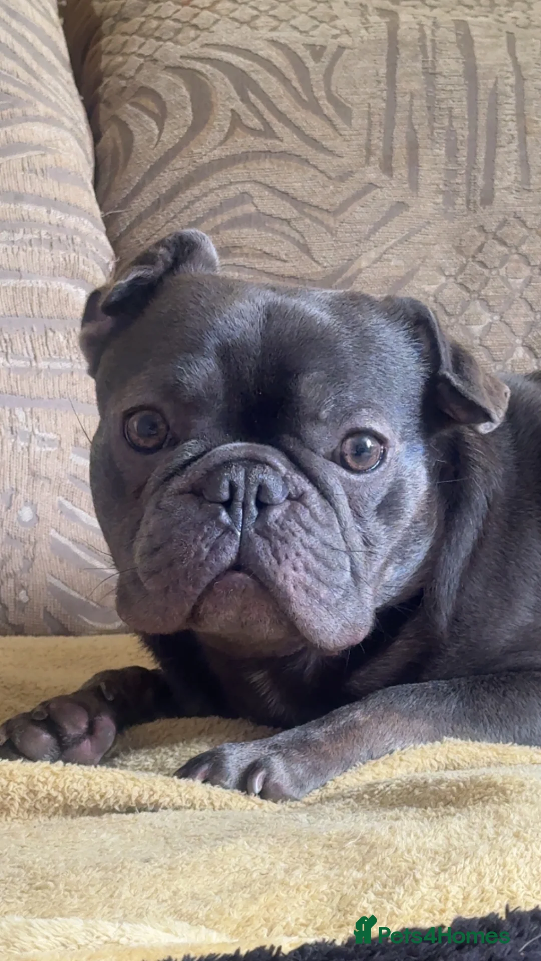 French Bulldog dogs for sale: French bulldog  in Hereford - Advert 1