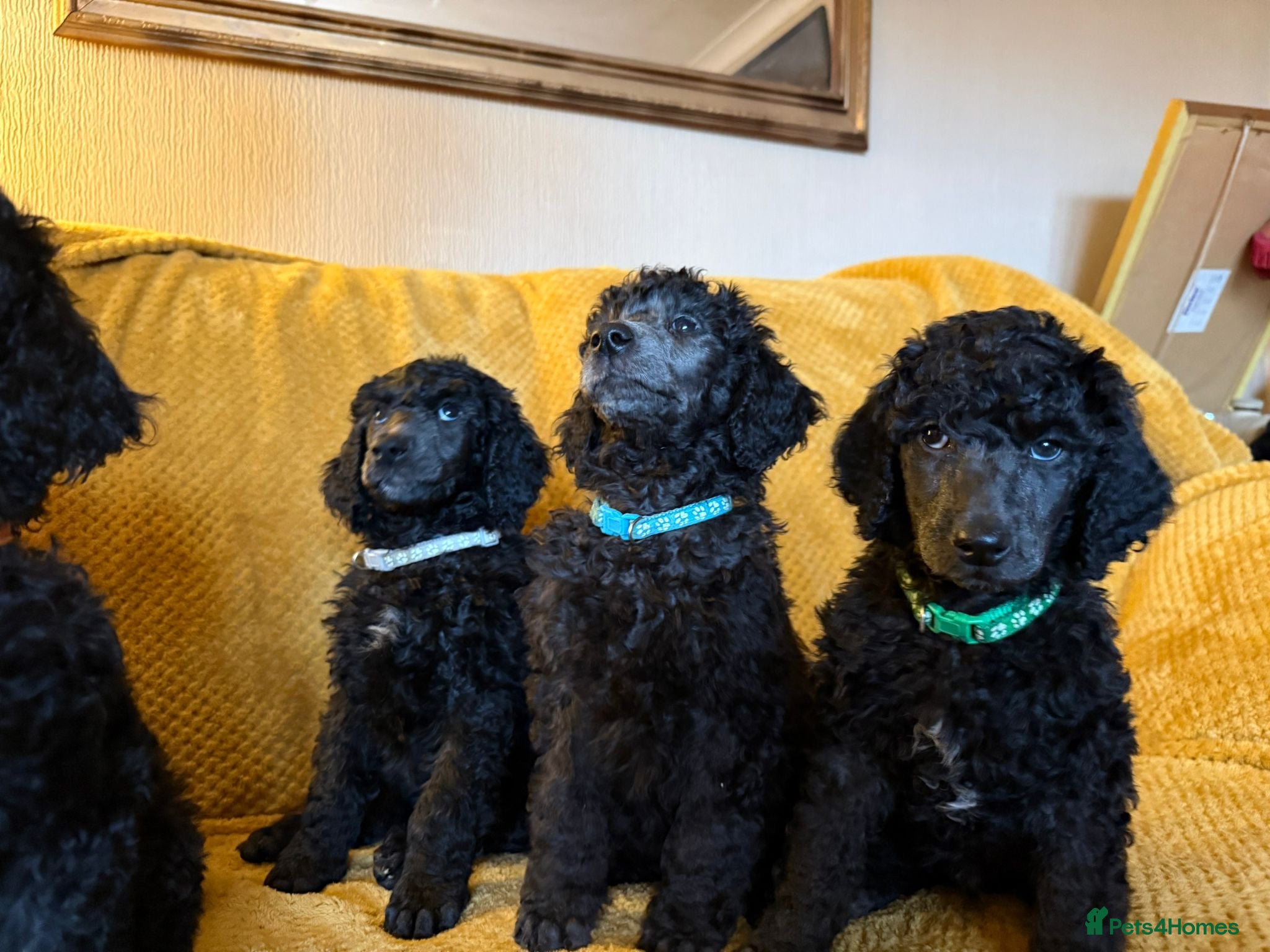 Standard Poodle dogs Silver & blue KC registered Standard Poodle Boys - Advert 2