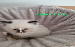 Ragdoll cats for sale: 5 Ragdoll kittens for sale Ready soon - Image 9