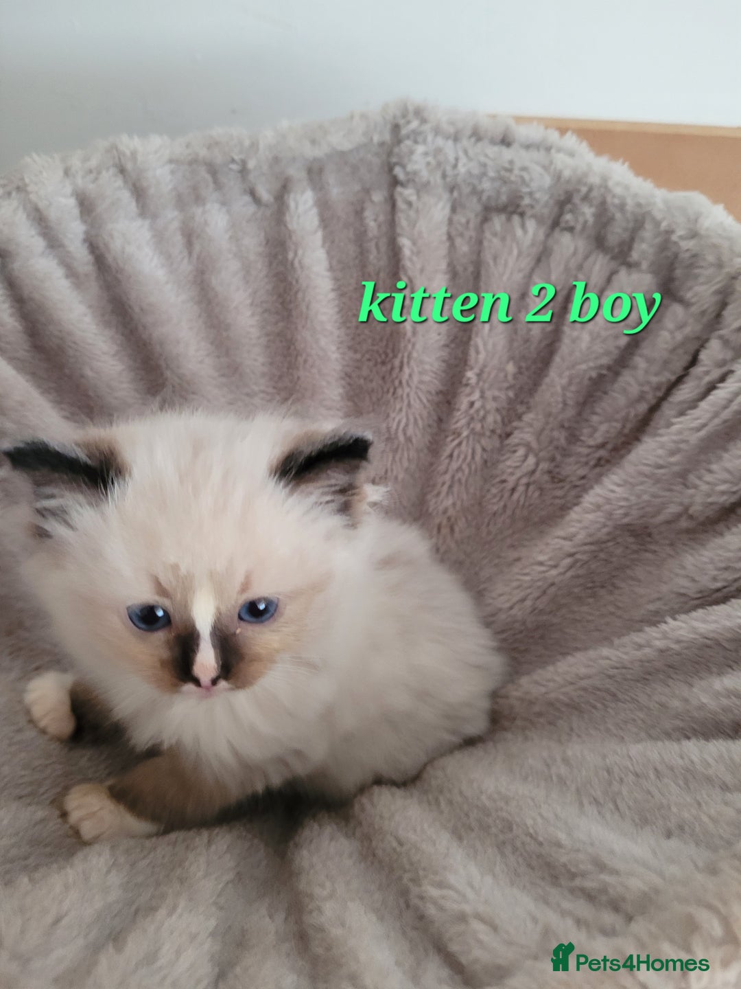 Ragdoll cats for sale: 5 Ragdoll kittens for sale Ready soon - Image 9