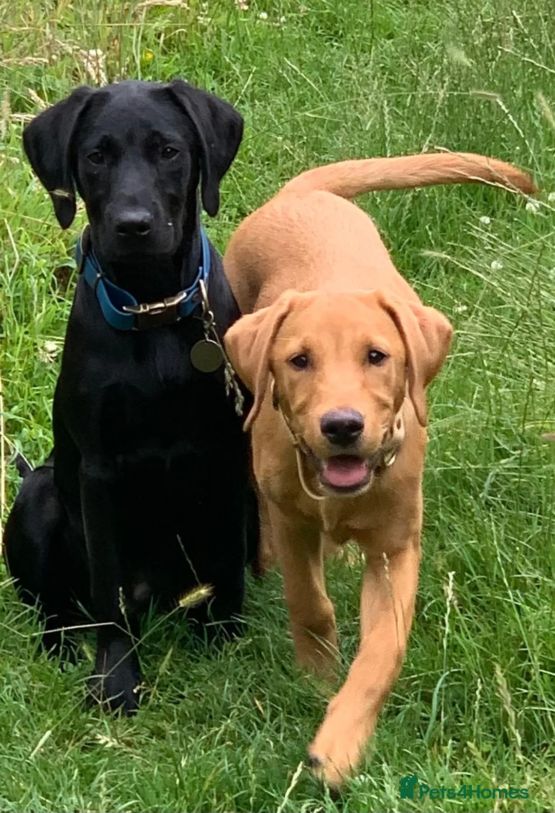 Labrador Retriever dogs for stud: Proven, KC Reg, fully health tested Labrador stud - Advert 14