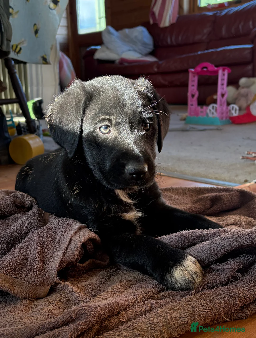 Borador dogs for sale: Beautiful Collie x Labrador puppies  - Advert 17