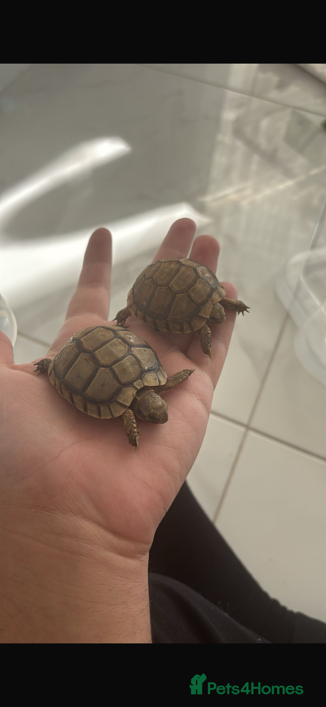 Tortoise reptiles for sale: Tortoise - Advert 8