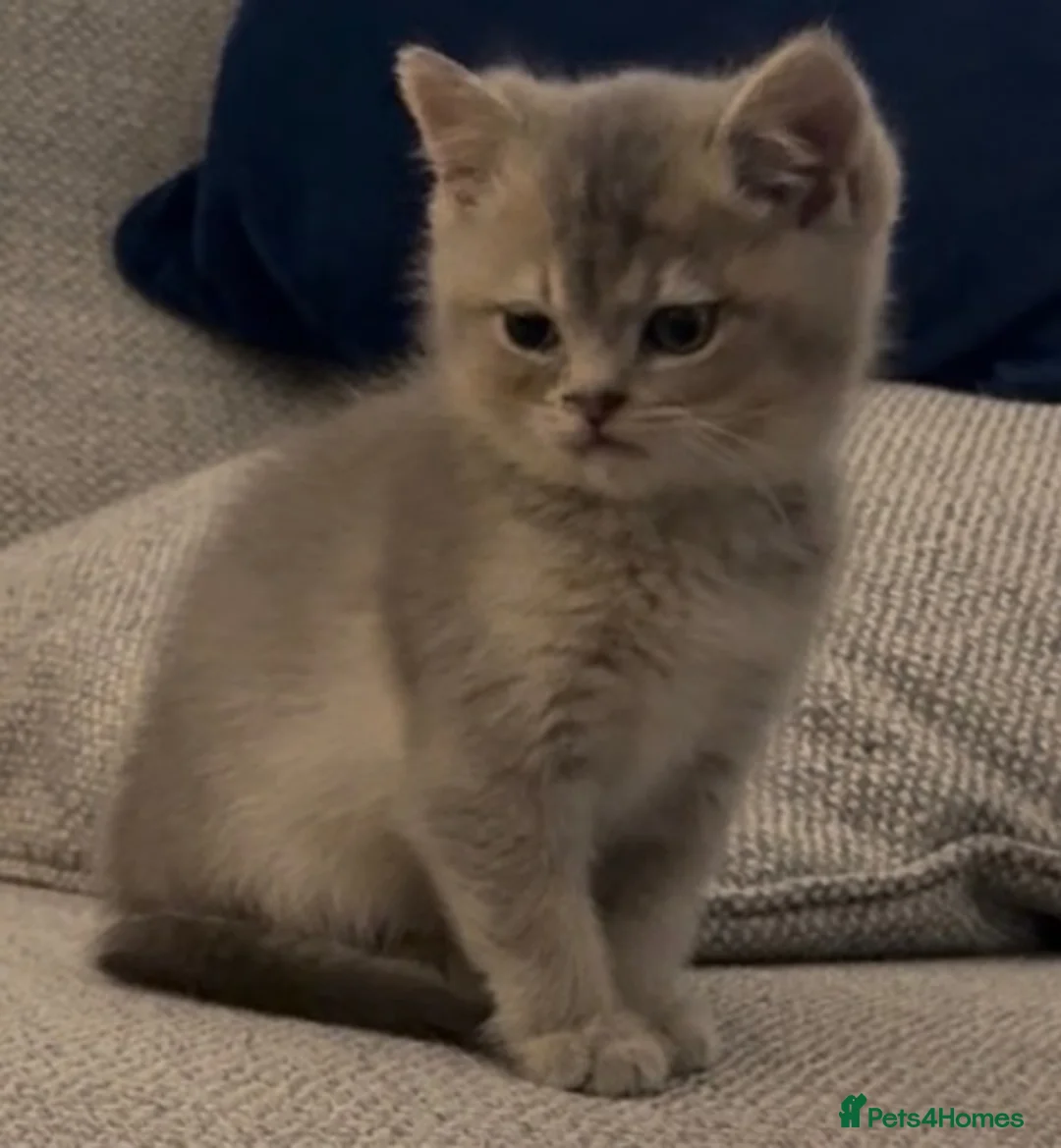 British Longhair cats for sale: Last boy Available- Golden Lilac BHS Ready Now !  - Advert 2