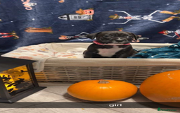 Mixed Breed dogs for sale: 8 beautiful pups for sale  - Image 14