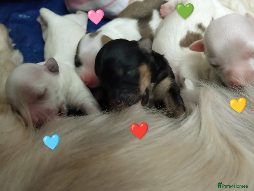 Morkie dogs for sale: Beautiful Morkie Puppies - Image 17