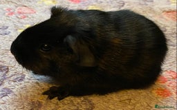 Guinea Pig rodents for sale: Gorgeous baby guinea pig in Saint Helens - Image 1