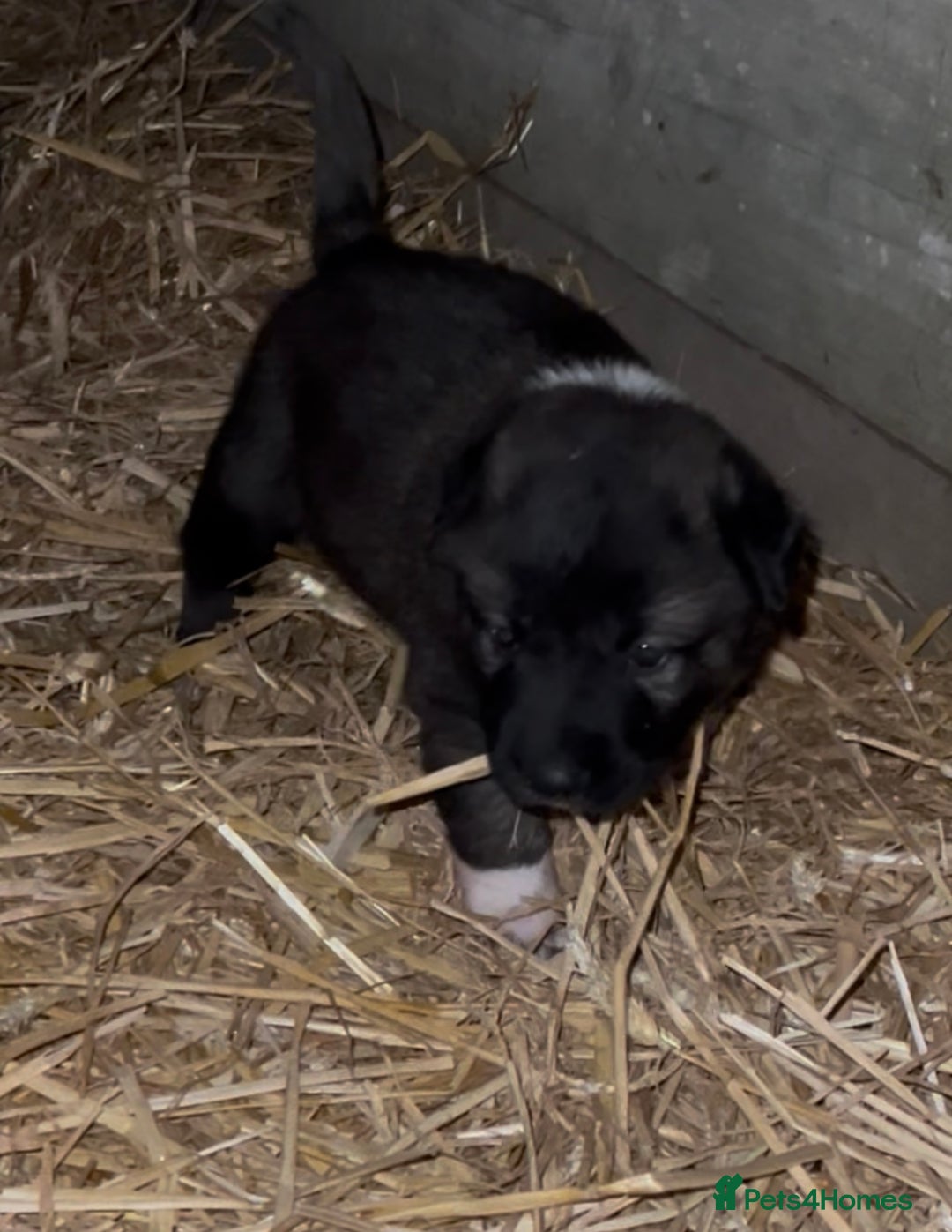 Mixed Breed dogs for sale: Turkish kangal x Caucasian pups  - Advert 7