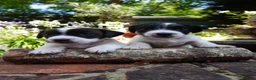 Jack Russell dogs for sale: Miniature Jack Russell Puppies  in Windlesham - Advert 3