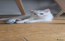 Persian cats for sale: Pure white long hair persian male kitten - Image 4