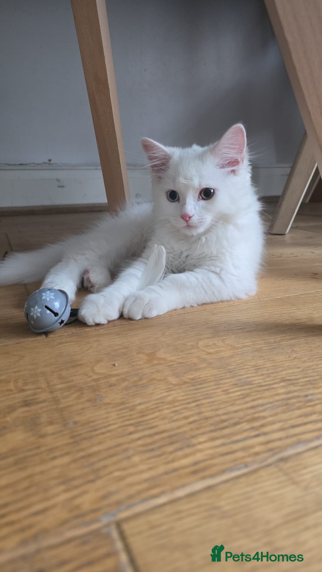 Persian cats for sale: Pure white long hair persian male kitten - Image 4