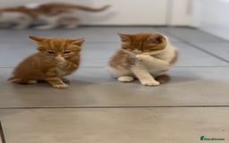 European cats for sale: Kittens 🐱  - Image 9