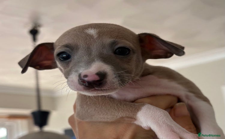 Italian Greyhound dogs - Advert 2