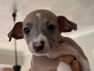 Italian Greyhound dogs - Advert 2