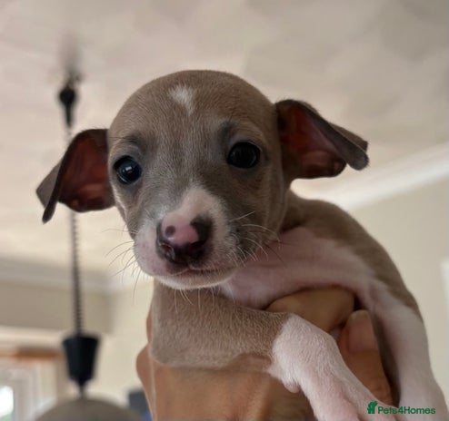 Italian Greyhound dogs - Advert 4