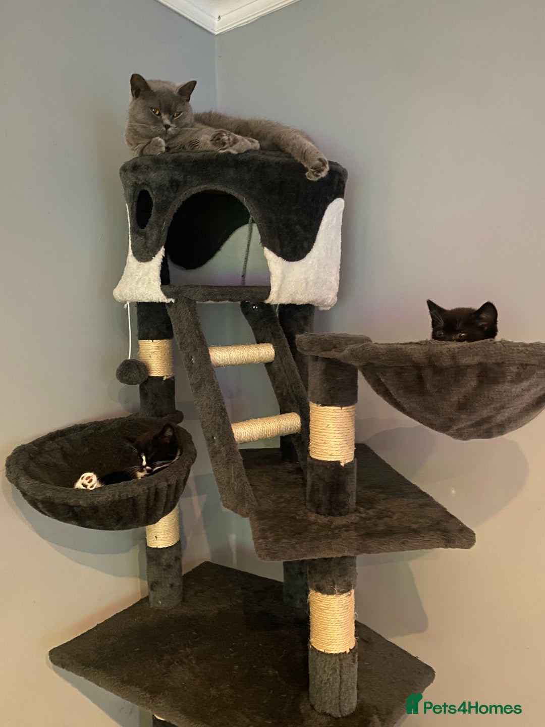 Mixed Breed cats for sale: X BRITISH SHORT adorable kittens ready 4 new home - Image 6