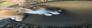     Torbie kitten (tabby mixed with ginger/orange) 5