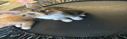 Mixed Breed cats for sale: Cute Kittens Looking for Their Forever Homes 🐱❤️ in Coventry - Advert 2