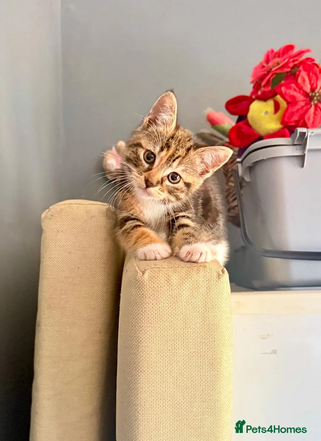 Mixed Breed cats for sale: Beautiful kittens looking for their forever home in Derby - Advert 2