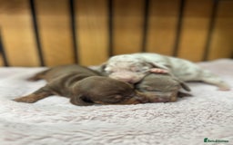 Miniature Dachshund dogs for sale: 5⭐️ licensed breeder. Rainbow litter  - Image 5