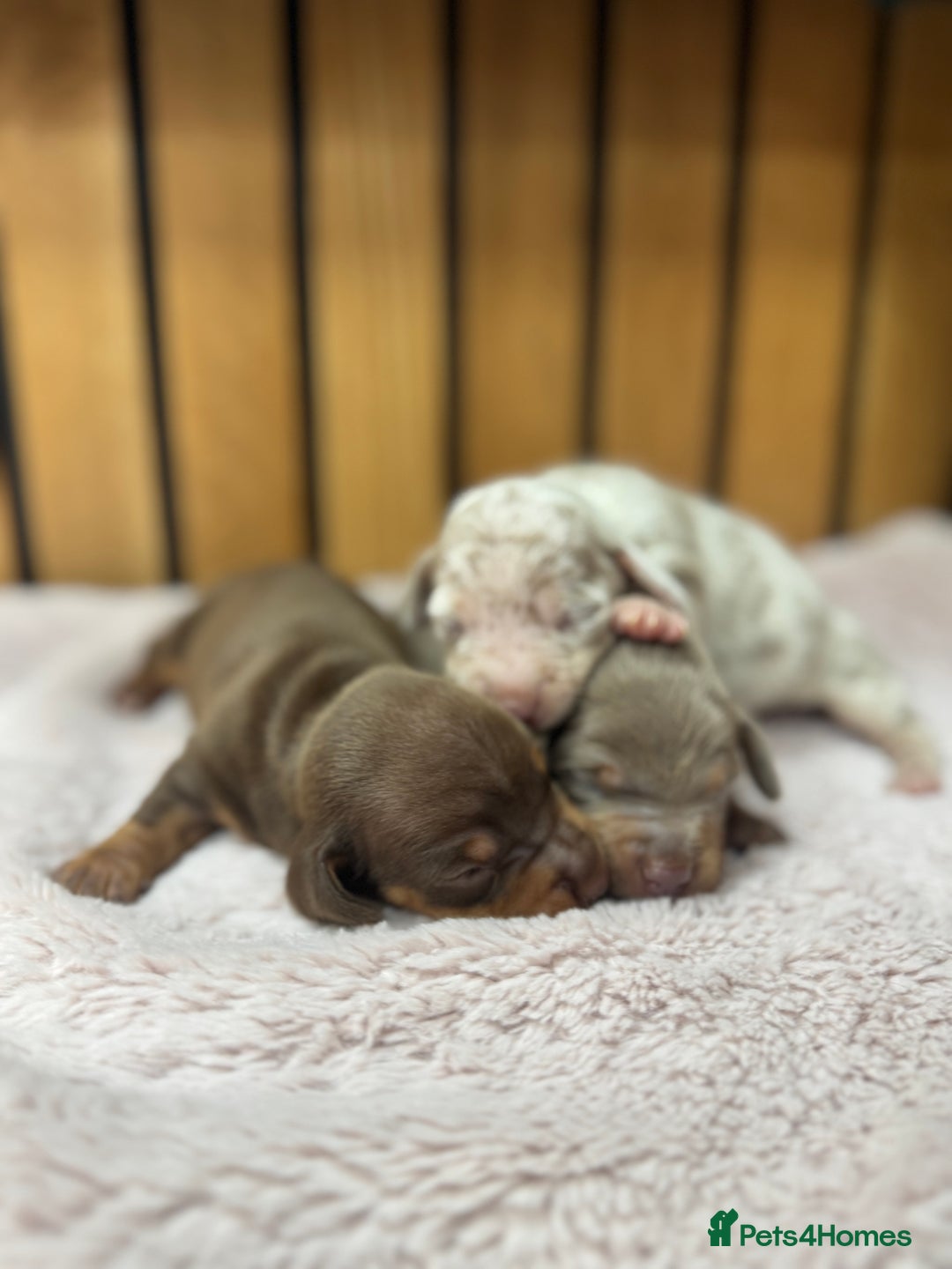 Miniature Dachshund dogs for sale: 5⭐️ licensed breeder. Rainbow litter  - Image 5