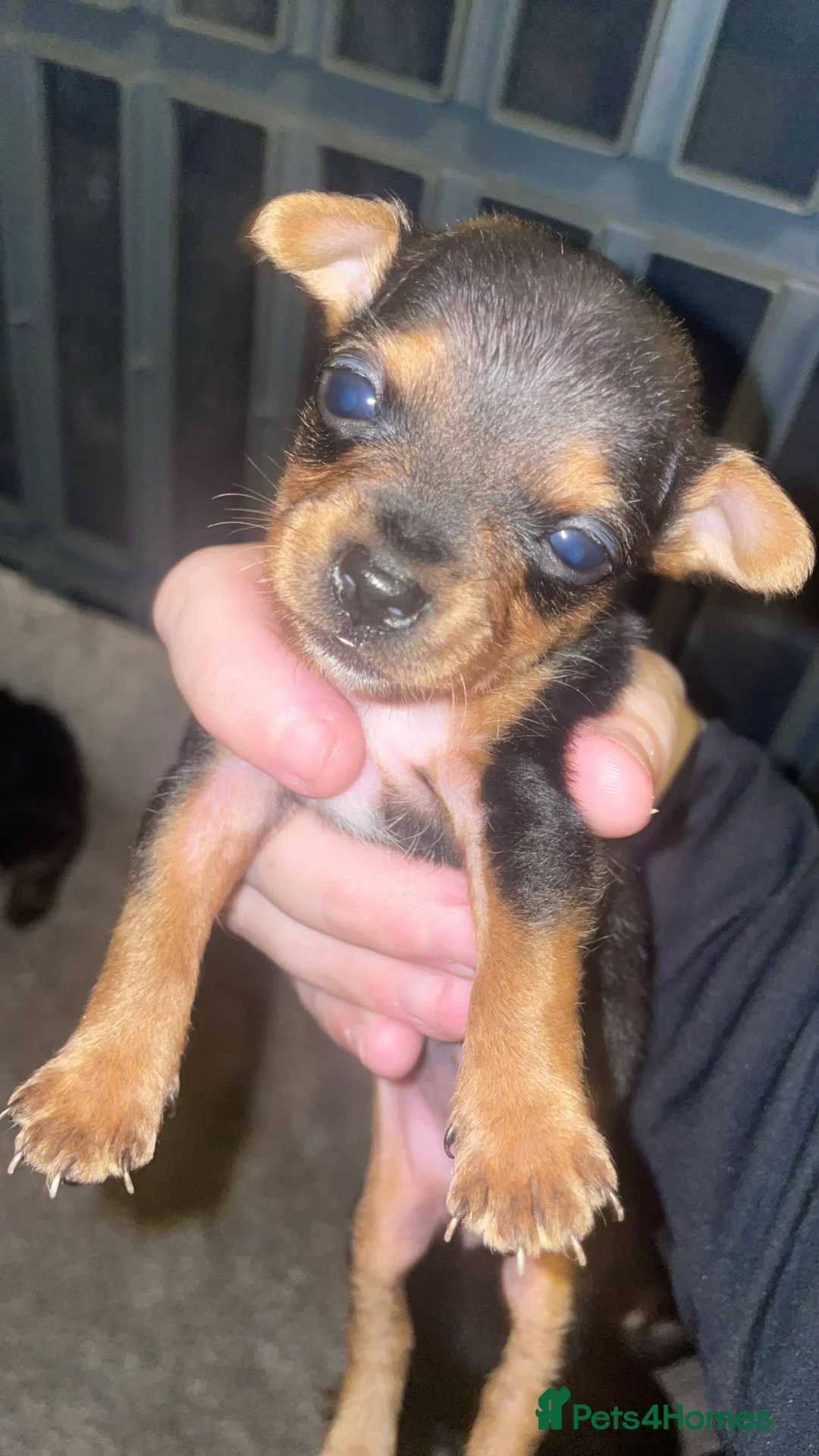Mixed Breed dogs for sale: Jack Cross Yorkshire Terrier Pups - Advert 2