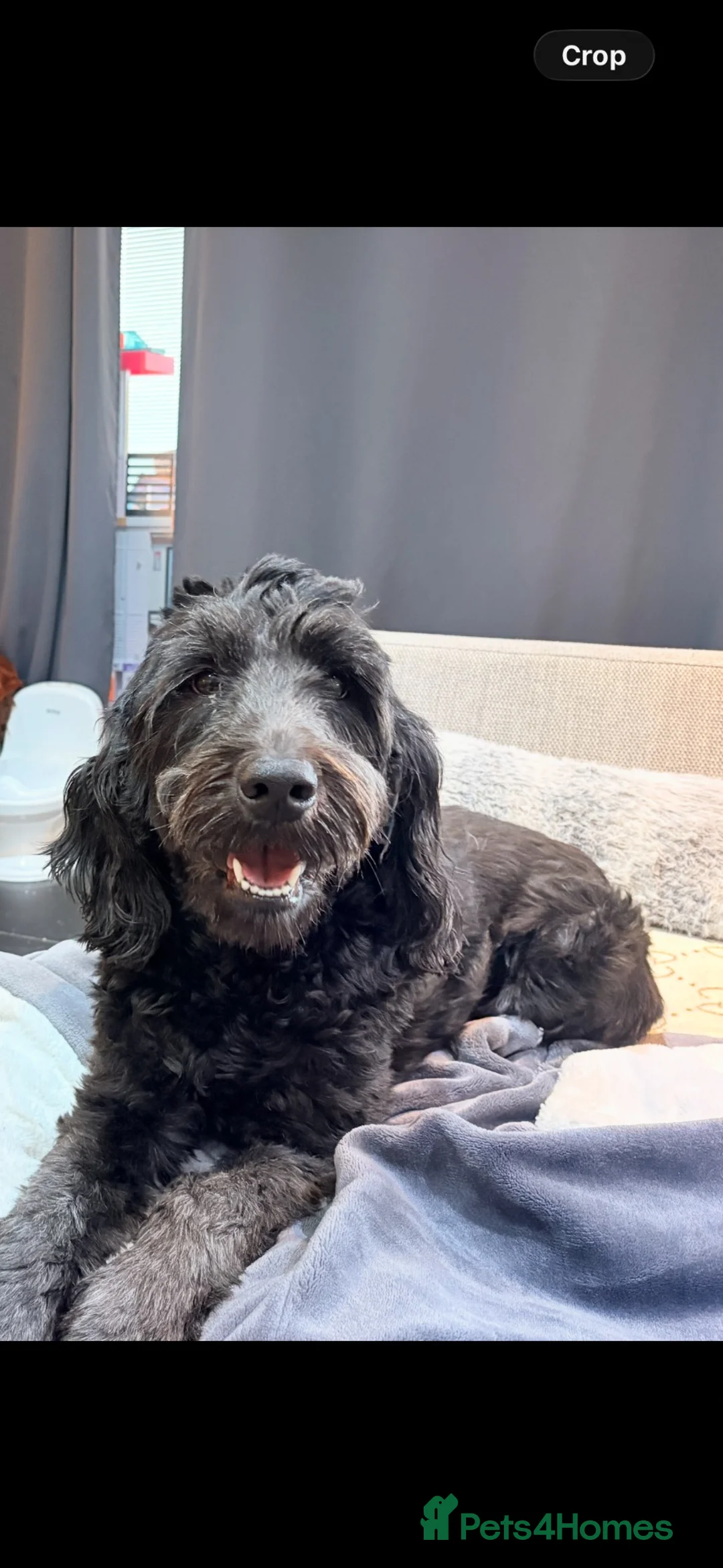 Bernedoodle dogs for sale: Gorgeous ULTRA Bernedoodles Multigen - Advert 2