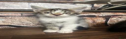 Mixed Breed cats for sale: Mixed Breed Kittens - Advert 2