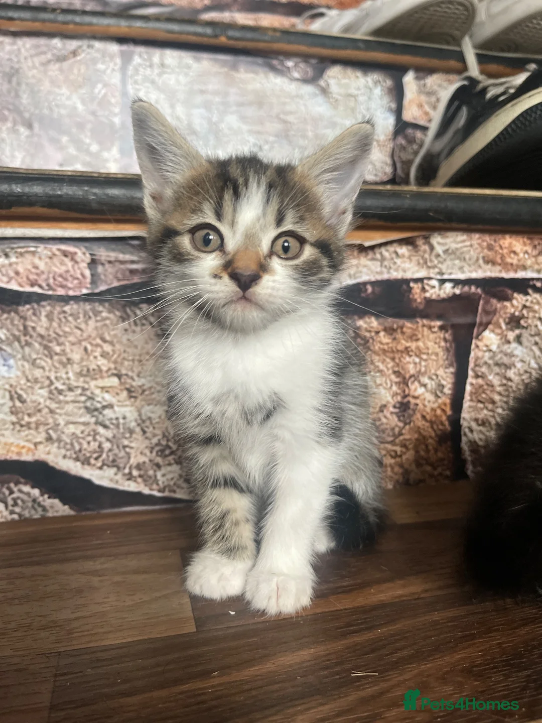 Mixed Breed cats for sale: Mixed Breed Kittens - Advert 2