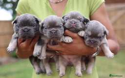 French Bulldog dogs for sale: French bulldogs fluffys  - Image 2