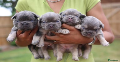 French Bulldog dogs - Advert 18