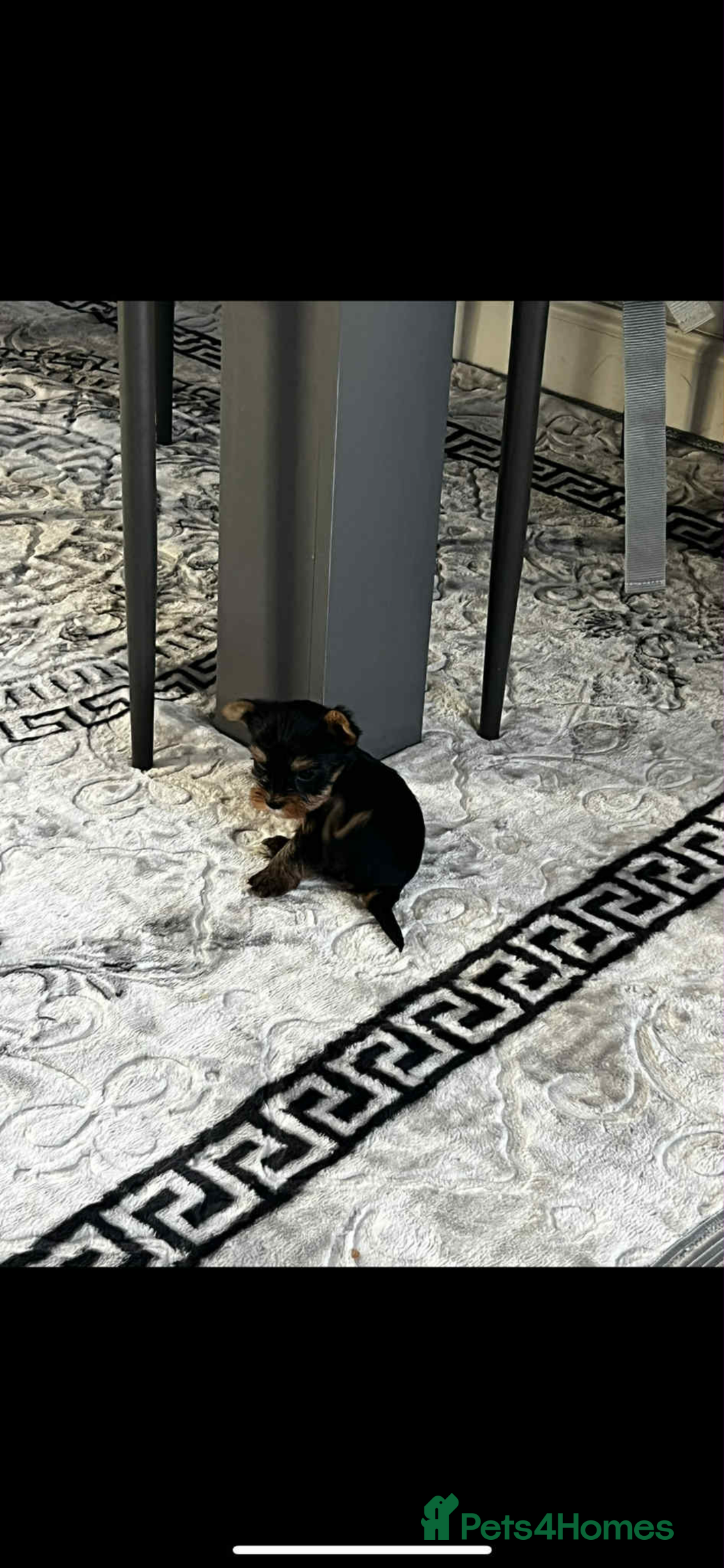 Yorkshire Terrier dogs for sale: Yorkshire terrier puppies for sale  - Image 4
