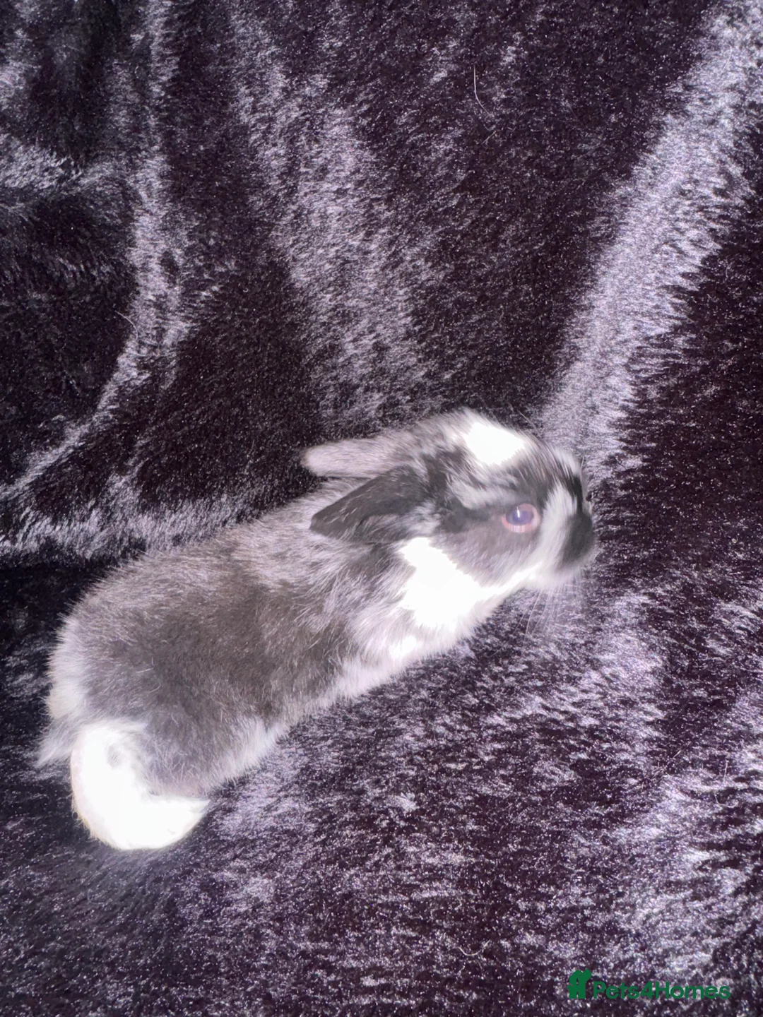 Mixed Breed rabbits for sale: 6 Adorable English Spot marking Lops - Advert 4