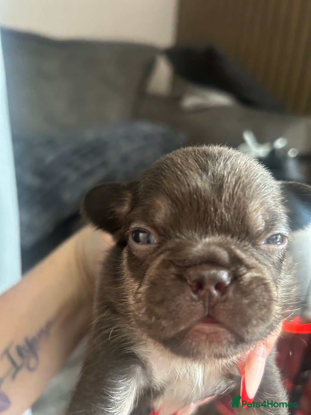 French Bulldog dogs for sale: French bulldog puppies  - Image 3